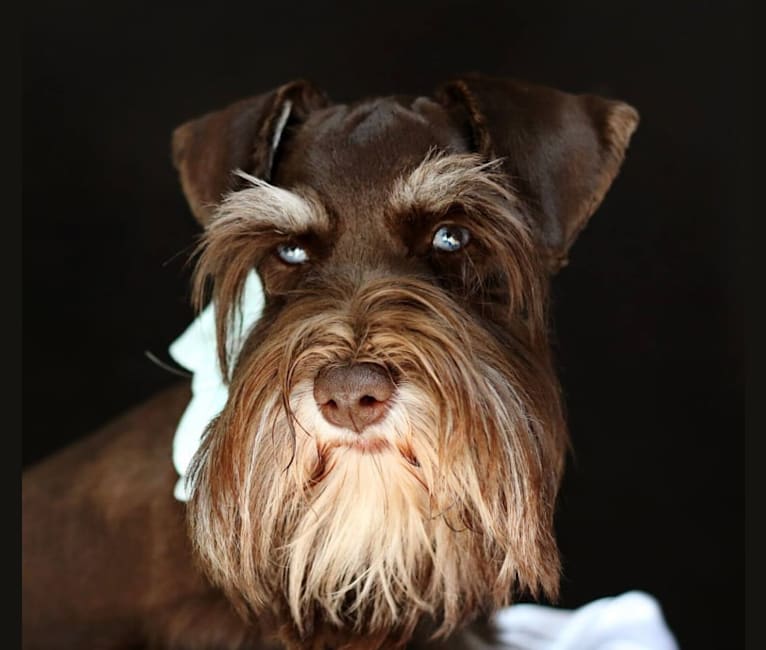Merle schnauzer health problems online