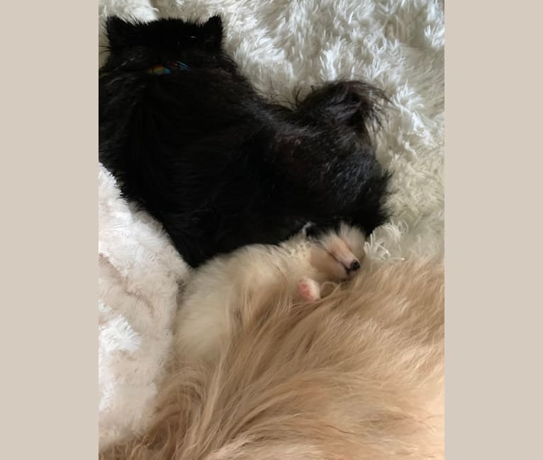 Koda, a Pomeranian tested with EmbarkVet.com