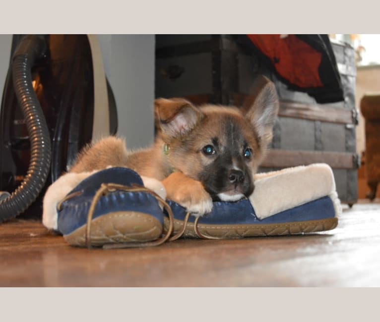 Madeline, a Siberian Husky and American Pit Bull Terrier mix tested with EmbarkVet.com