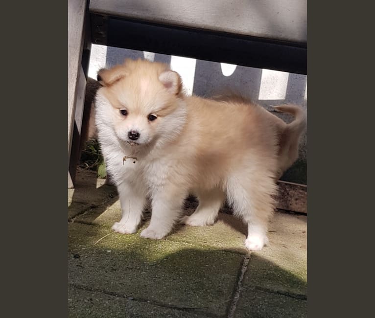 Pomsky Bandits'  Starlight Shaila, a Pomeranian and American Eskimo Dog mix tested with EmbarkVet.com