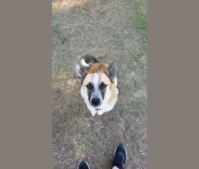 Mimzi, an Australian Cattle Dog and German Shepherd Dog mix tested with EmbarkVet.com
