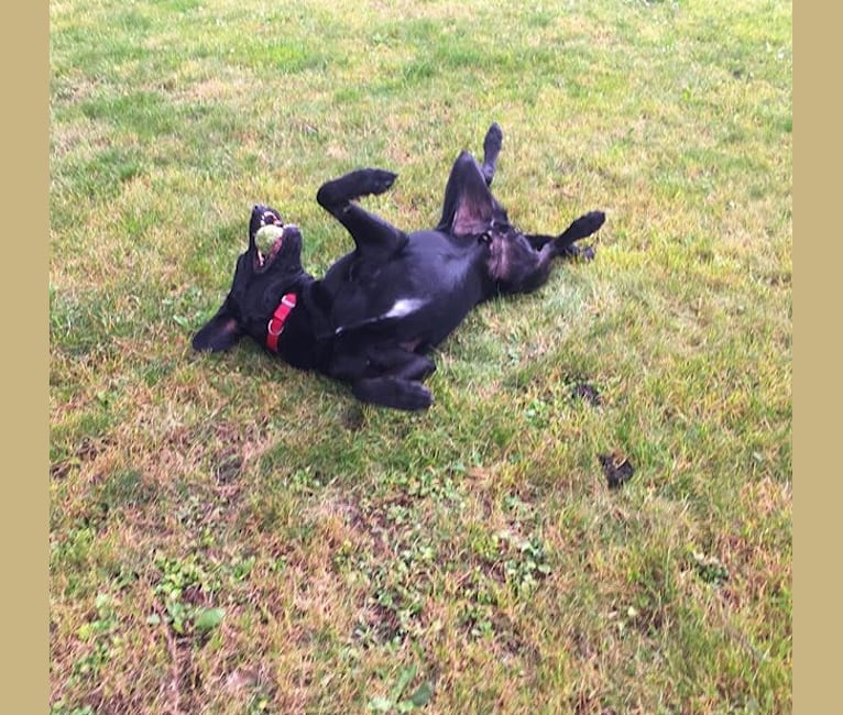 Hades, a Labrador Retriever and Golden Retriever mix tested with EmbarkVet.com