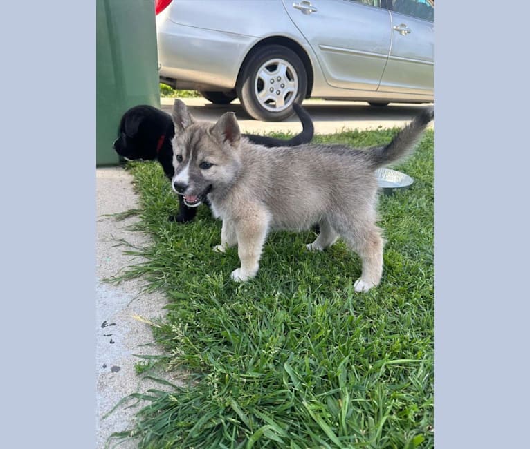 Zima, a Siberian Husky and German Shepherd Dog mix tested with EmbarkVet.com