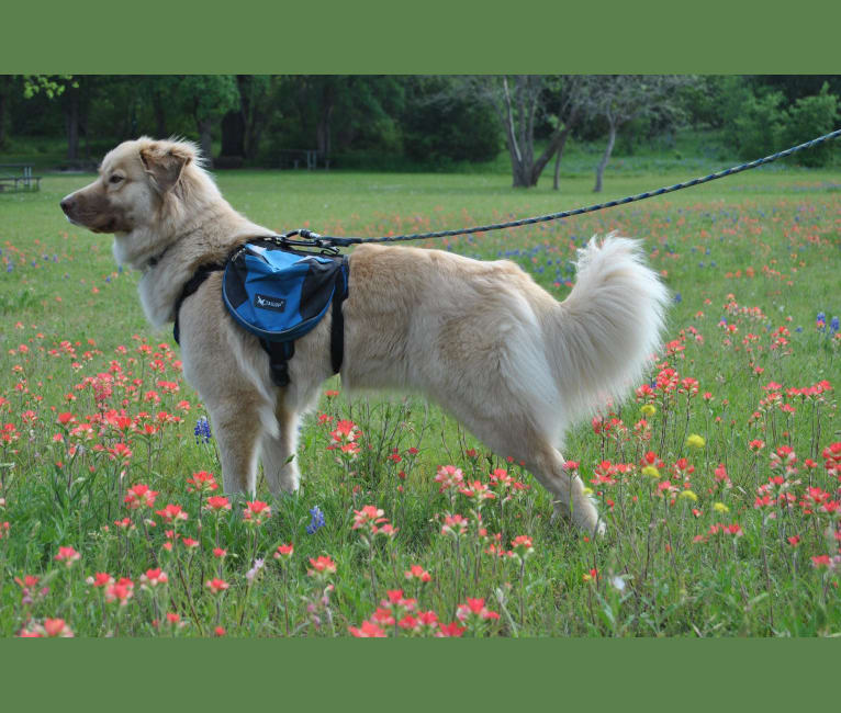 Jellybean, a Great Pyrenees and German Shepherd Dog mix tested with EmbarkVet.com