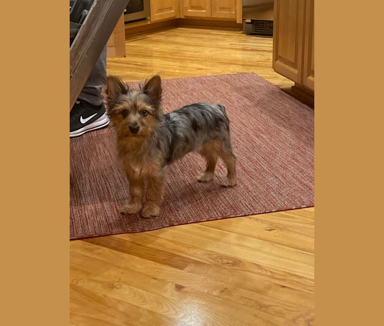 Bentley, a Chorkie tested with EmbarkVet.com