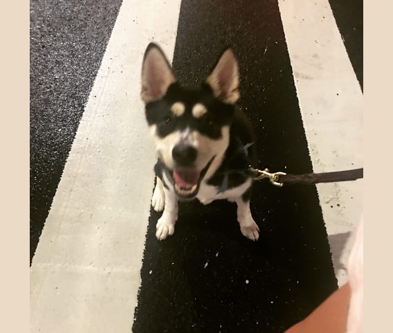 Shiba kai deals