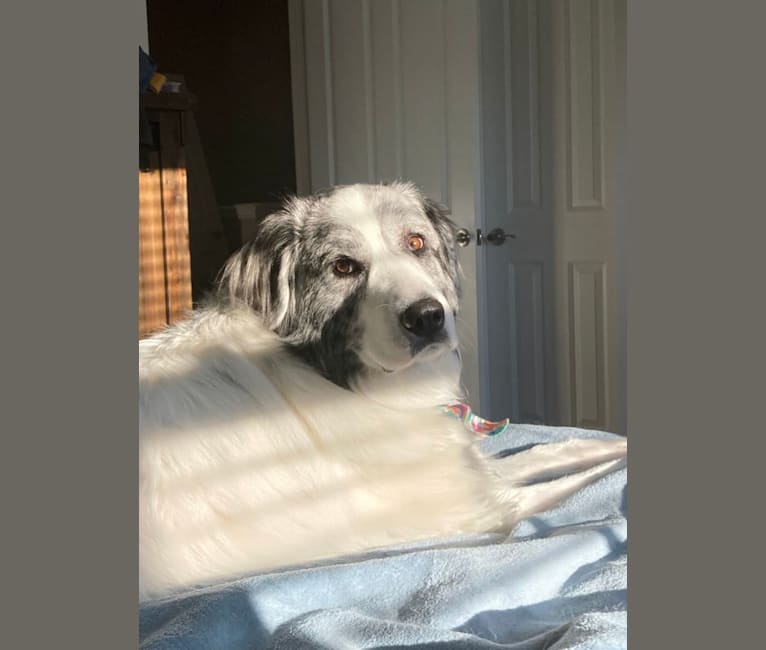 Luna-Belle, a Great Pyrenees tested with EmbarkVet.com