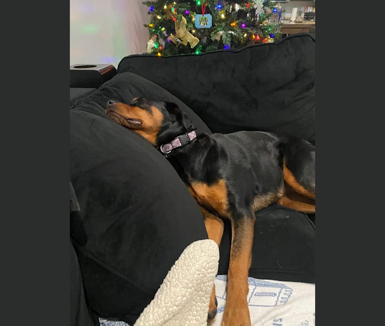 Photo of Lulu, a Rottweiler  in Laredo, Texas, USA