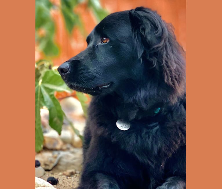 Ramsey, a Rottweiler and Labrador Retriever mix tested with EmbarkVet.com