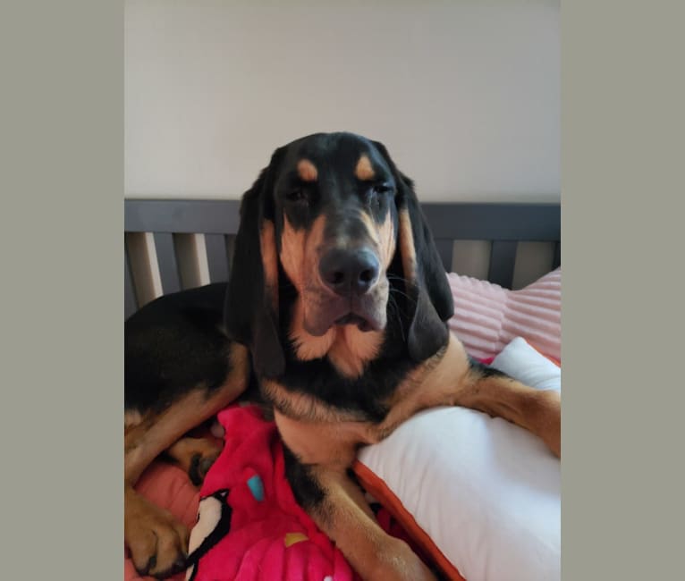 Photo of Oscar, a Bloodhound  in Minneapolis, Minnesota, USA