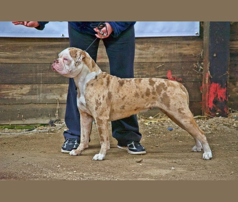 Blue merle alapaha blue blood bulldog discount