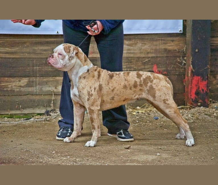 Big D’s Miracle of Hope, an Alapaha Blue Blood Bulldog tested with EmbarkVet.com