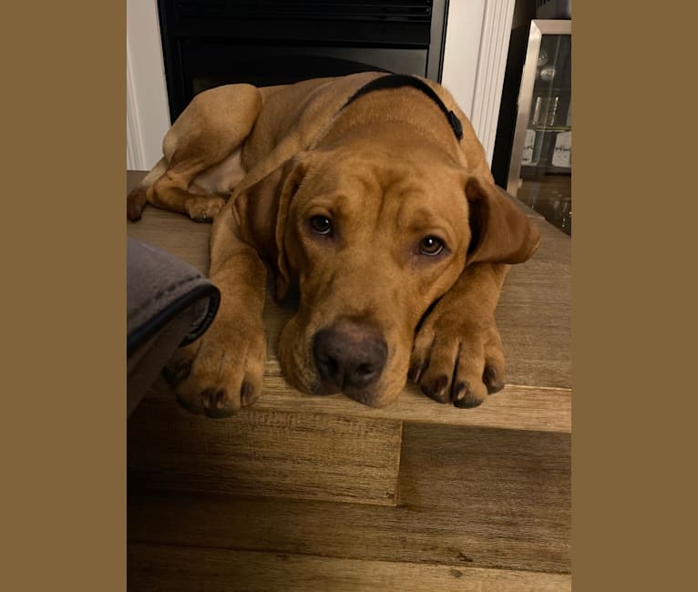 Murphy, a Pointer and Labrador Retriever mix tested with EmbarkVet.com