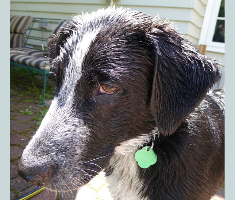 Basil, a Great Pyrenees and Pointer mix tested with EmbarkVet.com