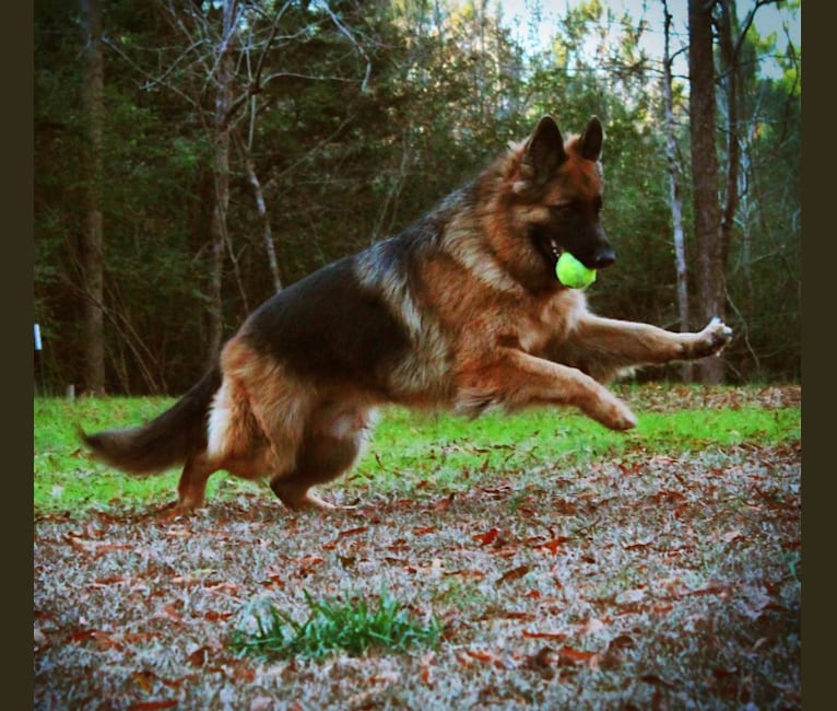 Bergen, a German Shepherd Dog tested with EmbarkVet.com