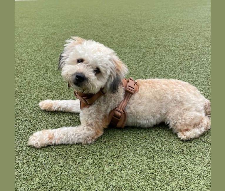 Beau, a Poodle (Small) and Russell-type Terrier mix tested with EmbarkVet.com