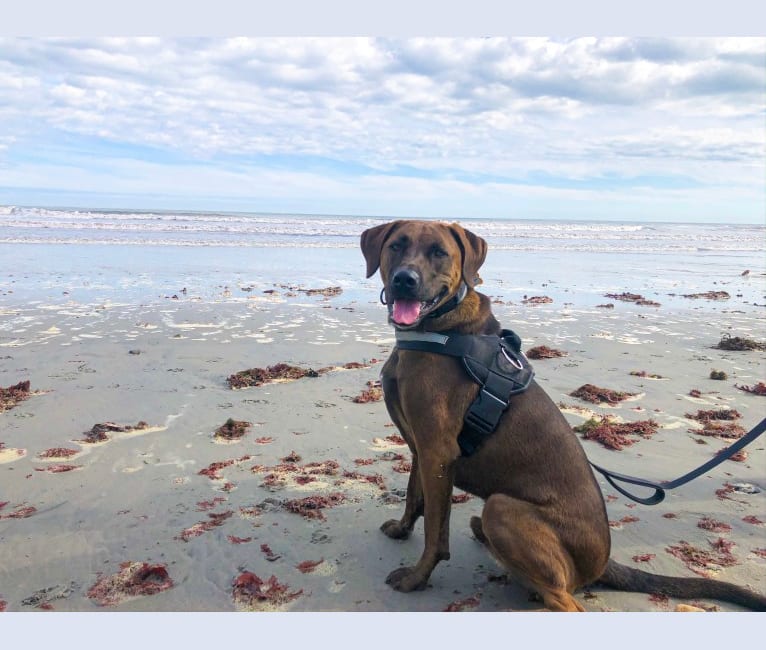 Buddy, a Boxer and Catahoula Leopard Dog mix tested with EmbarkVet.com