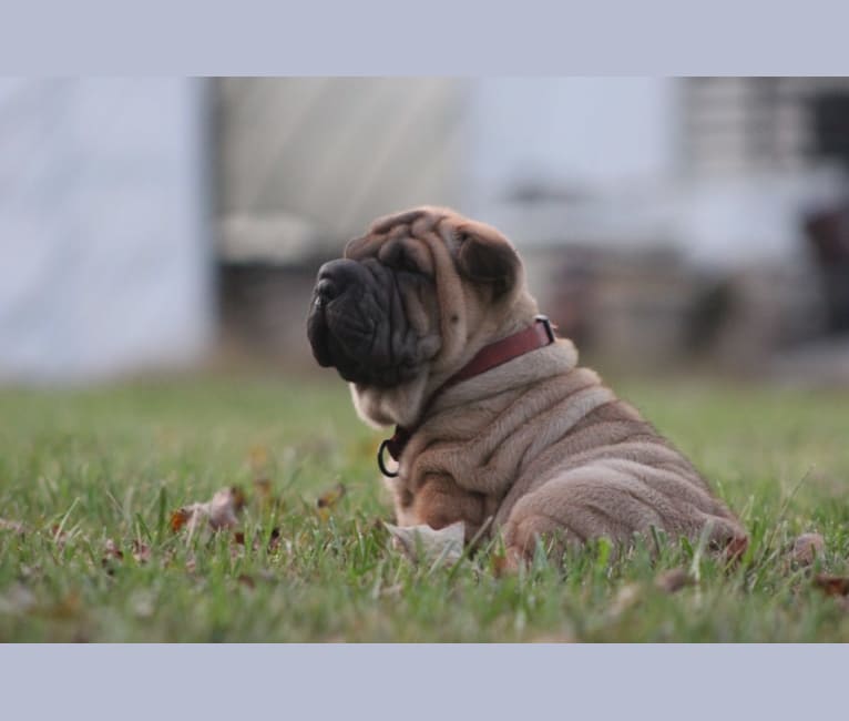 Teddy, a Chinese Shar-Pei tested with EmbarkVet.com
