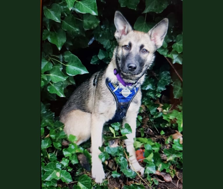 Venice, a Belgian Malinois and German Shepherd Dog mix tested with EmbarkVet.com