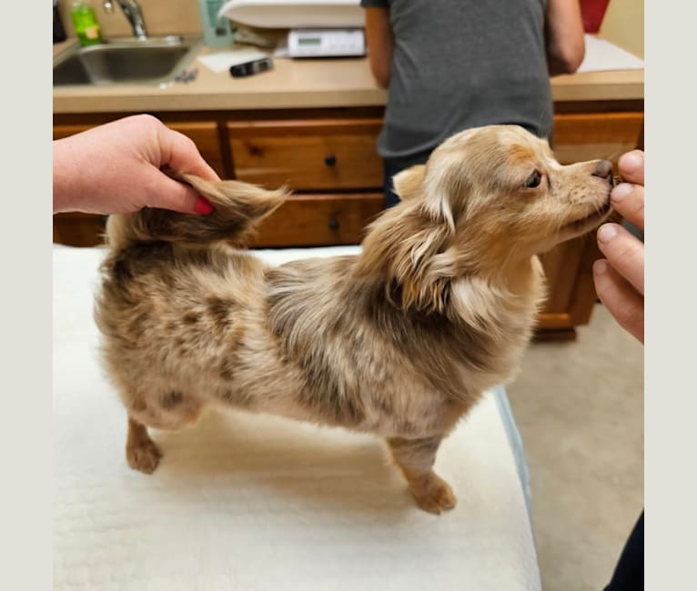 Luella, a Chihuahua tested with EmbarkVet.com