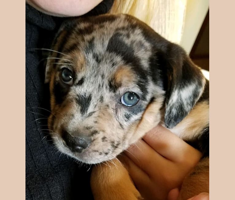 Bully clearance heeler mix