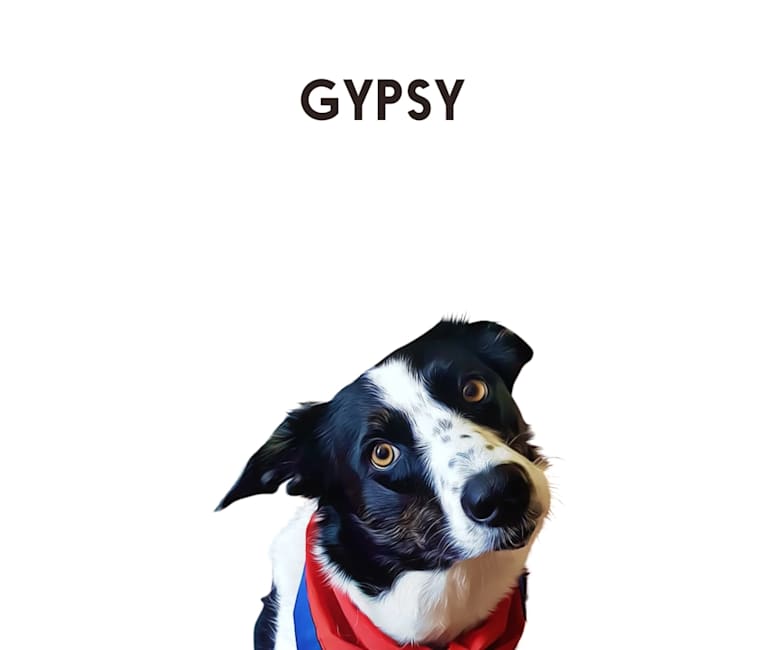 Gypsy, a Border Collie tested with EmbarkVet.com