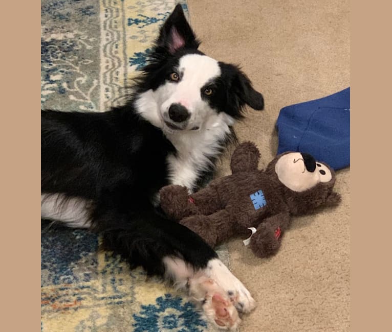 Photo of Bryn, a Border Collie  in Unknown, California, USA