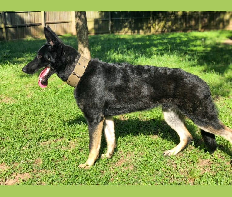 Kojak, a German Shepherd Dog tested with EmbarkVet.com