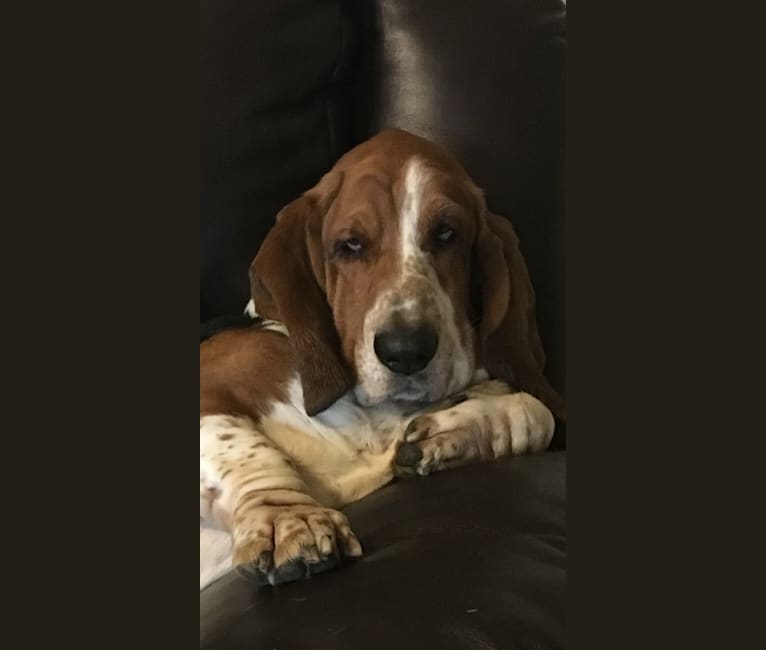 Butler, a Basset Hound tested with EmbarkVet.com