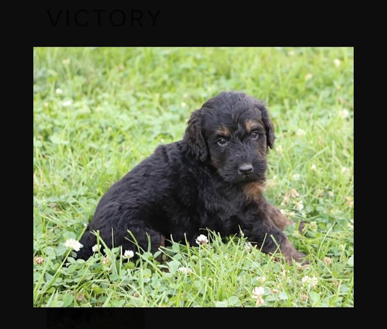 Trotsky, a Bernedoodle tested with EmbarkVet.com