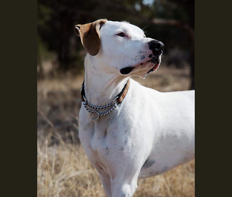 American bulldog and hound deals mix