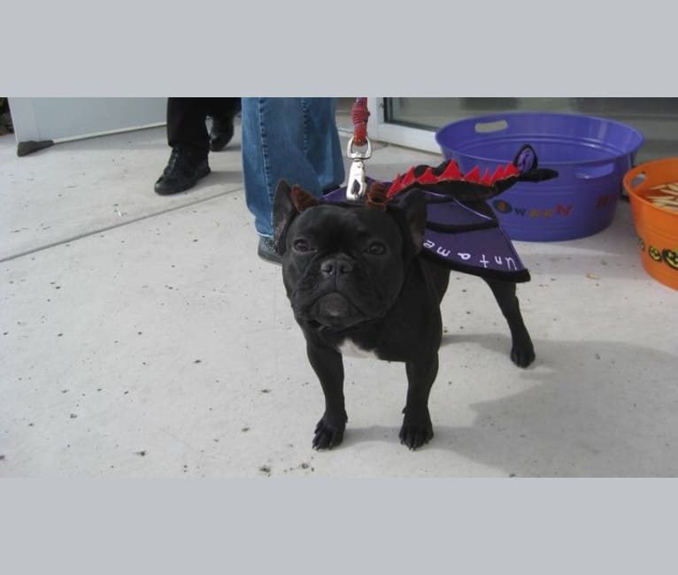 Photo of Gretta, a French Bulldog  in Truckee, California, USA