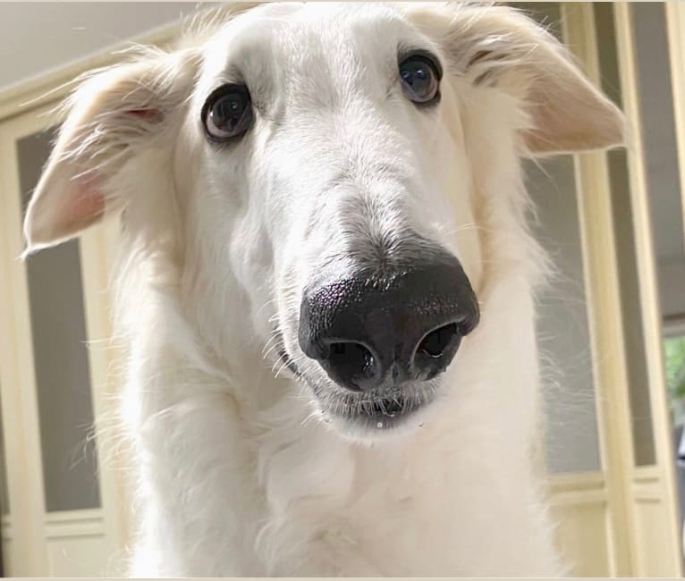 Gorbachev, a Borzoi tested with EmbarkVet.com