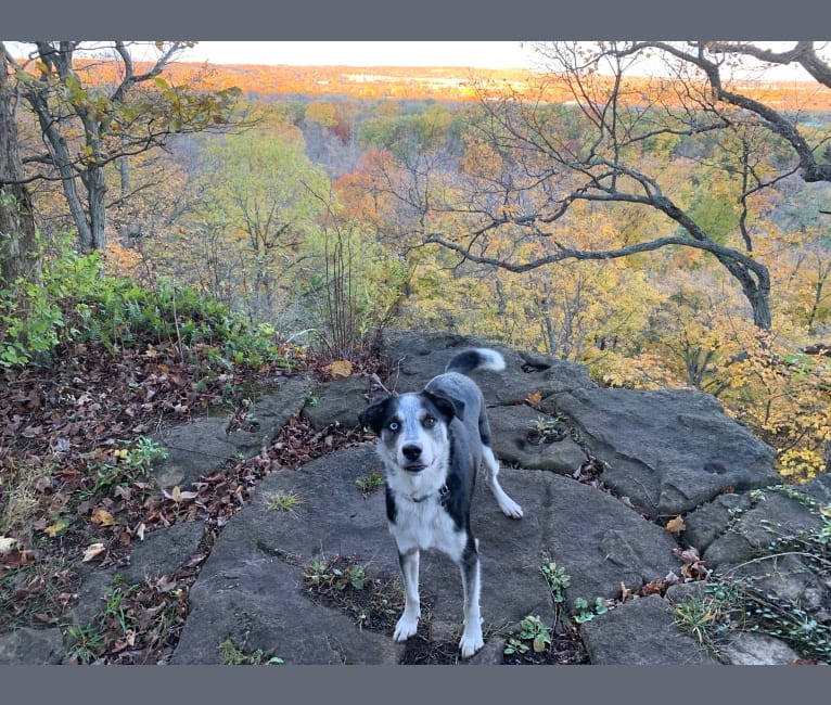 Rambo, a Siberian Husky and Rottweiler mix tested with EmbarkVet.com