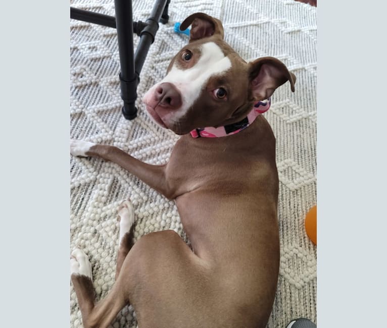 Chloe, an American Pit Bull Terrier (11.2% unresolved) tested with EmbarkVet.com