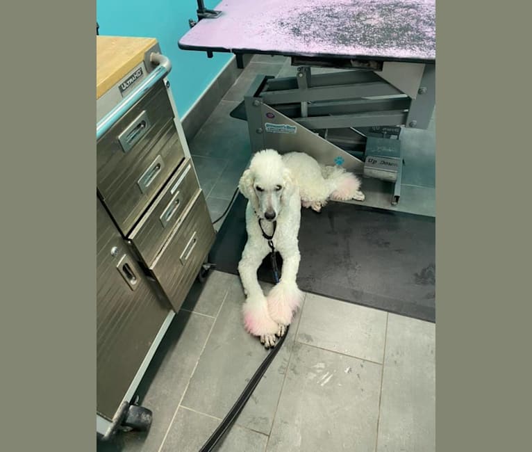 Isley, a Poodle (Standard) tested with EmbarkVet.com