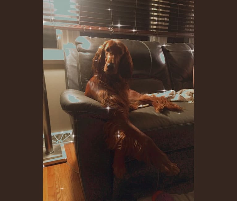 Meara, an Irish Setter tested with EmbarkVet.com
