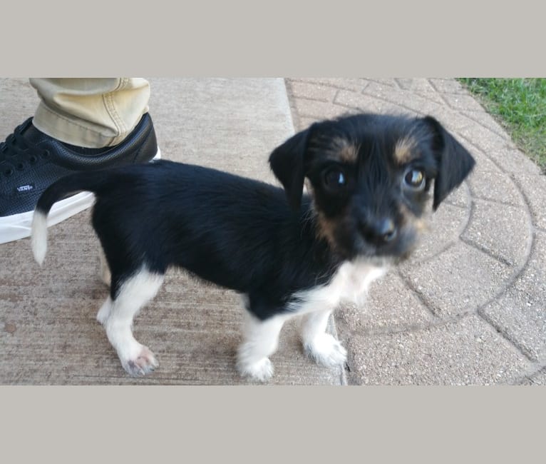 Squirtle, a Rat Terrier and Poodle (Small) mix tested with EmbarkVet.com