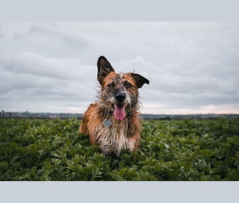 Ragtime Jimmy, a Shih Tzu and Australian Cattle Dog mix tested with EmbarkVet.com