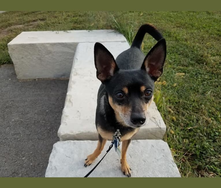 Petey, a Miniature Pinscher and Chihuahua mix tested with EmbarkVet.com