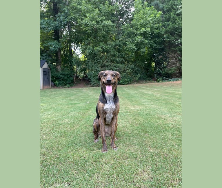 Lucy, an American Pit Bull Terrier and Labrador Retriever mix tested with EmbarkVet.com