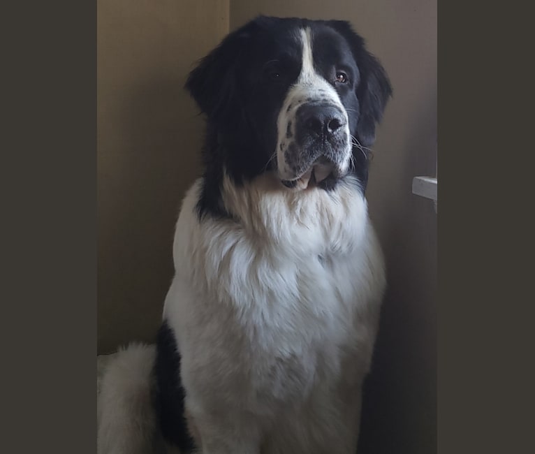 Newfoundland dog and st bernard sale