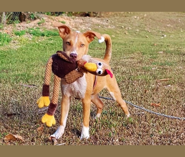 Hazel, a Melanesian Village Dog tested with EmbarkVet.com