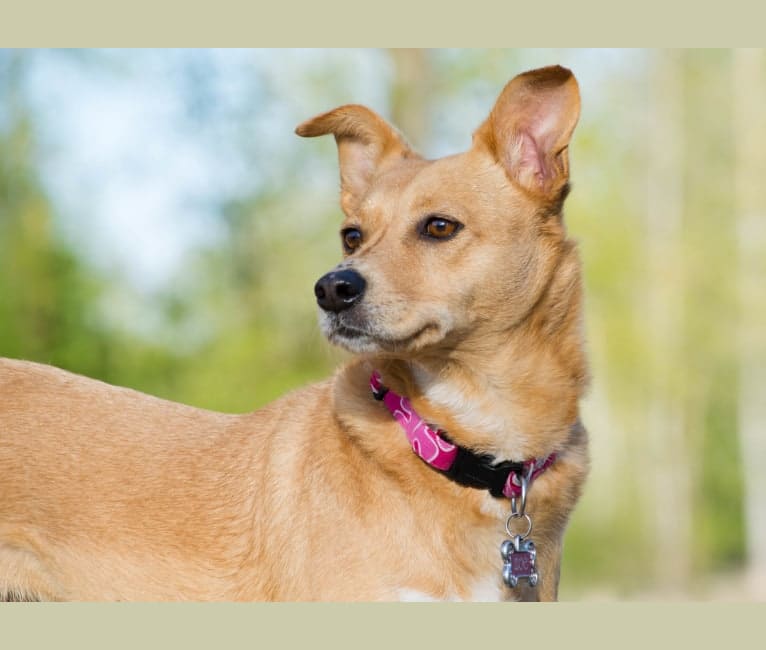 Photo of Zoe, an Australian Cattle Dog, Rat Terrier, and Australian Kelpie mix in Klamath Falls, Oregon, USA