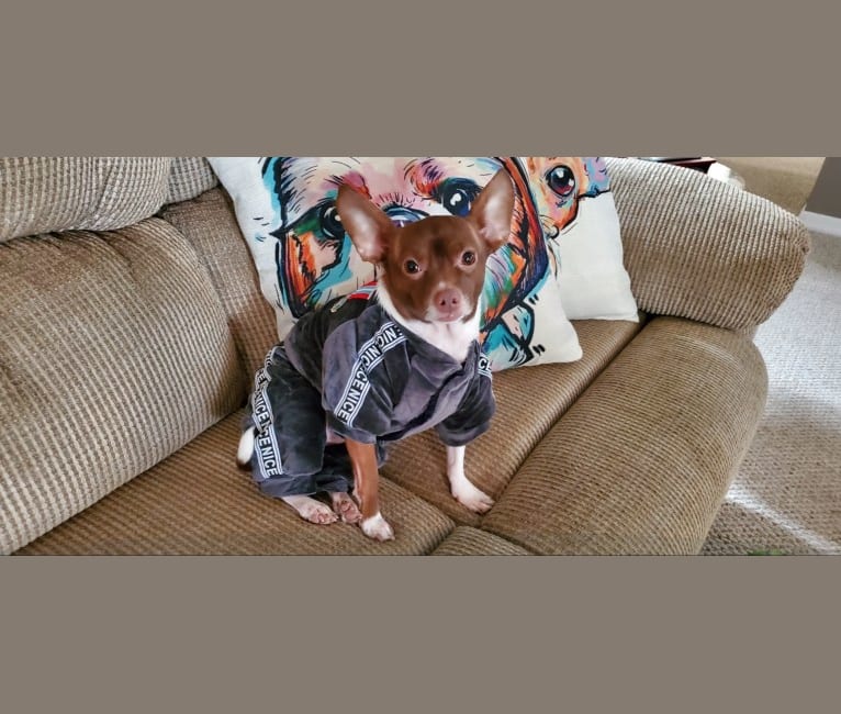 Photo of Romeo, a Chihuahua, American Pit Bull Terrier, and Boston Terrier mix in Riverview, Florida, USA