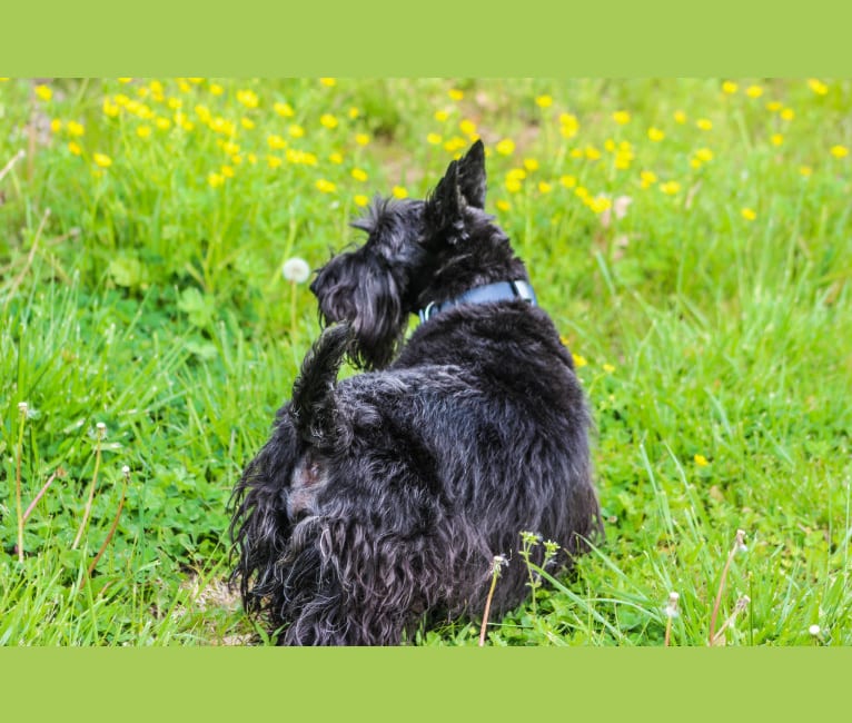 Photo of Max, a Scottish Terrier  in Hohenwald, TN, USA