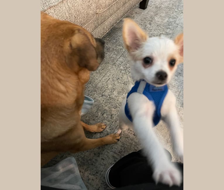 Loki, a Chihuahua tested with EmbarkVet.com