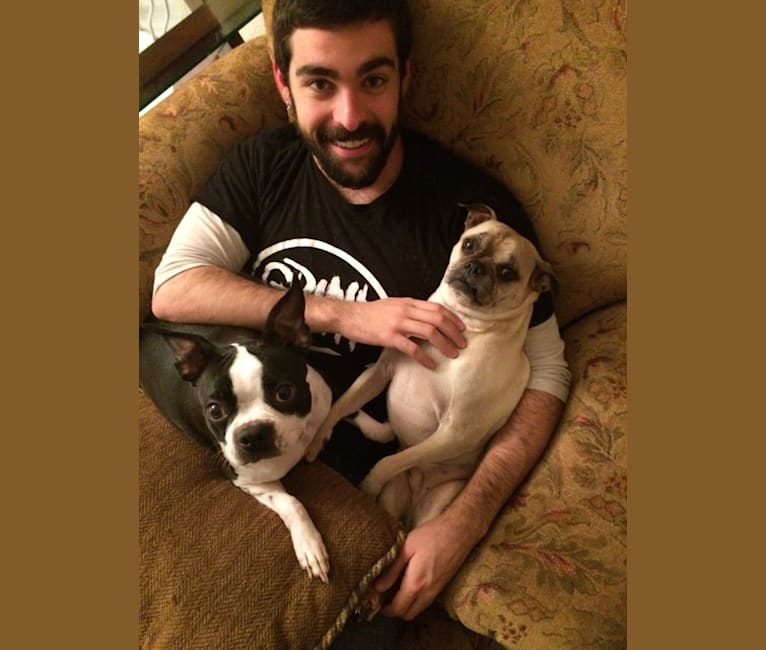 Kona, a Pug and Chihuahua mix tested with EmbarkVet.com
