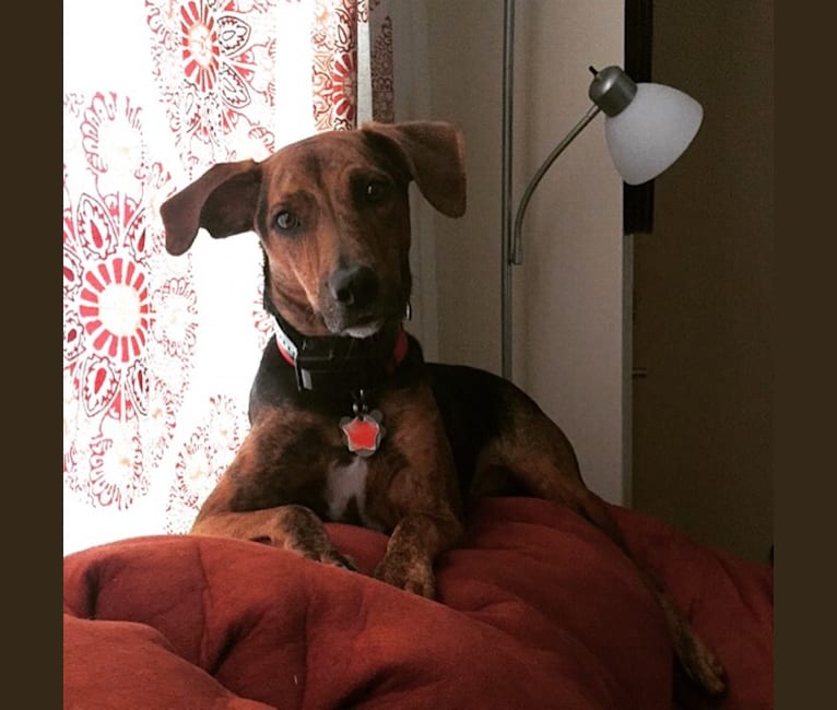 Photo of Hank, a Mountain Cur  in St. Louis, Missouri, USA