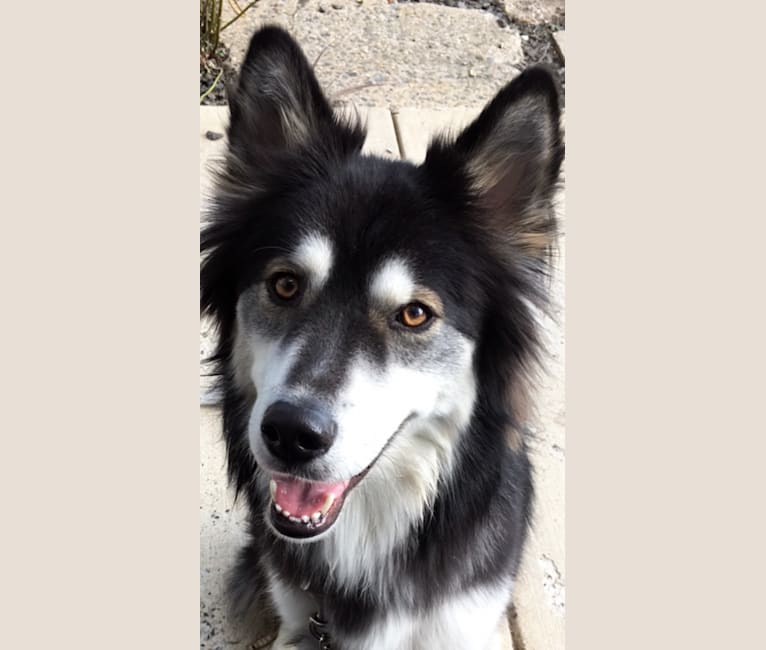 Siberian husky x border collie sales